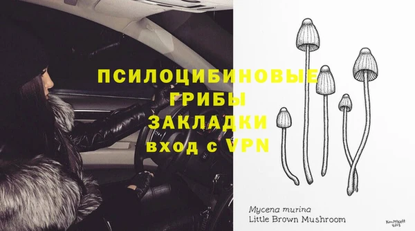 стаф Алзамай